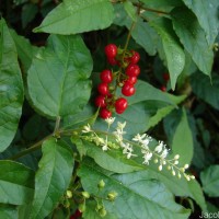 Rivina humilis L.